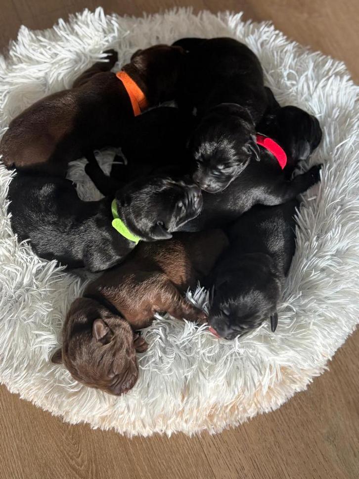 Raszuivere Labrador pups field trial, Dieren en Toebehoren, Honden | Retrievers, Spaniëls en Waterhonden, Meerdere dieren, Labrador retriever