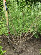 Rozemarijn struiken middelgroot 10 stuks, Tuin en Terras, Planten | Tuinplanten, Ophalen, Zomer, Overige soorten, Volle zon