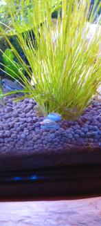 Poelslakken, Dieren en Toebehoren, Vis