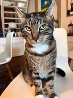 Vermist: cyperse kater Bob, Monnickendam, Kater