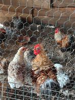 Gratis hanen 2, Dieren en Toebehoren, Pluimvee, Meerdere dieren, Kip