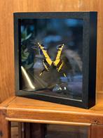 Prachtige exotische vlinder in lijst / vitrine, Ophalen of Verzenden, Zo goed als nieuw, Insect, Opgezet dier