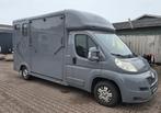 Paardentaxi standplaats Wassenaar, Dieren en Toebehoren, Ophalen