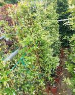 Witte en roze toscaanse jasmijn, Tuin en Terras, Ophalen, Overige soorten, 100 tot 250 cm