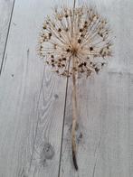 Gedroogde Allium Schuberti - Decoratieve Bloembol, Ophalen, Nieuw