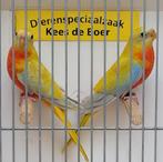 Gele roodbuik turquoisine parkieten, Dieren en Toebehoren, Meerdere dieren, Parkiet, Geringd