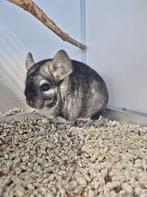 Chinchilla Debbie zoekt een huisje!, Vrouwelijk, Chinchilla, Voor 1 juli 2024