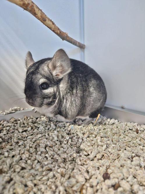 Chinchilla Debbie zoekt een huisje!, Dieren en Toebehoren, Knaagdieren, Vrouwelijk, Chinchilla, Voor 1 juli 2024