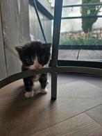 Kittens