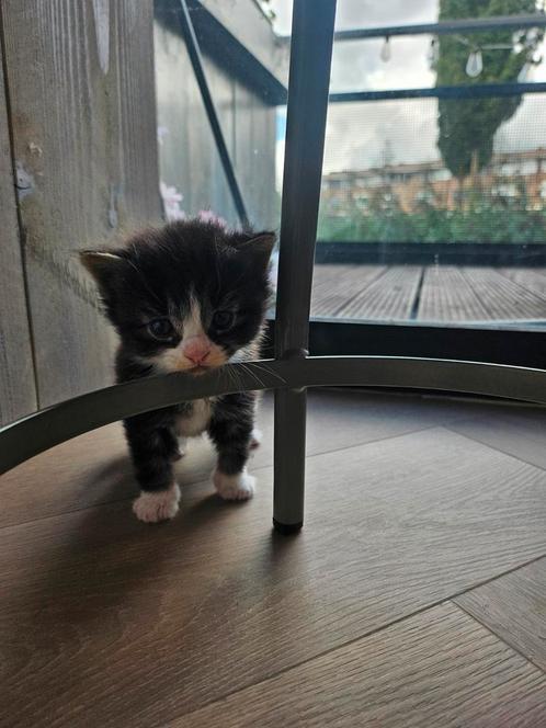 Kittens, Dieren en Toebehoren, Katten en Kittens | Dekkaters