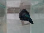 Betta splendens super delta kempvis man, Dieren en Toebehoren, Vissen | Aquariumvissen, Vis, Zoetwatervis