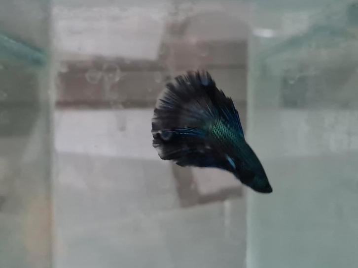 Betta splendens super delta kempvis man, Dieren en Toebehoren, Vissen | Aquariumvissen, Zoetwatervis, Vis