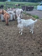 Te koop girgentana geiten, Dieren en Toebehoren, Meerdere dieren, Geit
