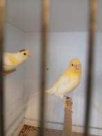 2 gele mannen, Dieren en Toebehoren, Vogels | Kanaries, Meerdere dieren