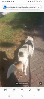 Ik zoek per direct een logeerplek voor mijn hond in Rtrdam, Dieren en Toebehoren, Honden | Dekreuen, 6 jaar of ouder, Particulier