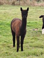 Alpaca dieren, Juni, Mannelijk