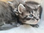 Maincoon kittens raszuiver., Dieren en Toebehoren, Katten en Kittens | Raskatten | Langhaar, Meerdere dieren, Gechipt, 0 tot 2 jaar