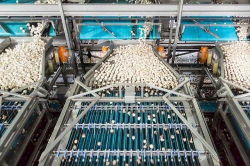 Mushroom sorting machine DEMO !, Zakelijke goederen, Agrarisch | Werktuigen, Glastuinbouw, Oogstmachine