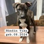 Stafford mix zoekt baasje, asielhondje, Particulier, Rabiës (hondsdolheid), 8 tot 15 weken, Buitenland