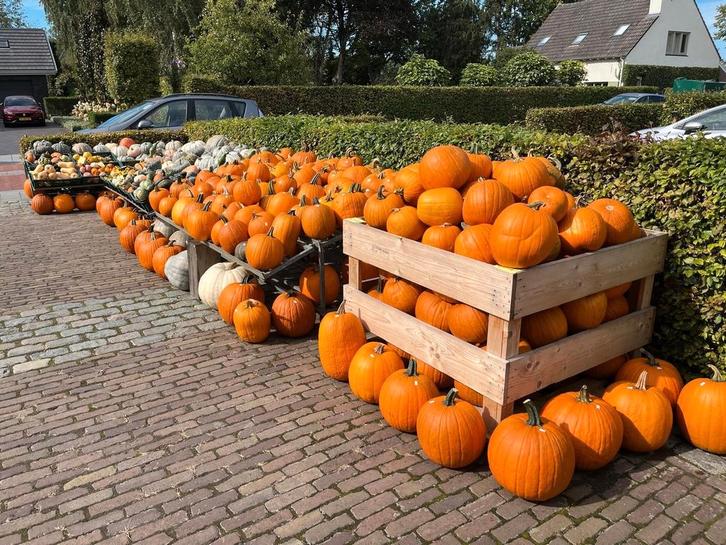 POMPOENEN EN KALEBASSEN TE KOOP, Tuin en Terras, Overige Tuin en Terras, Nieuw, Ophalen