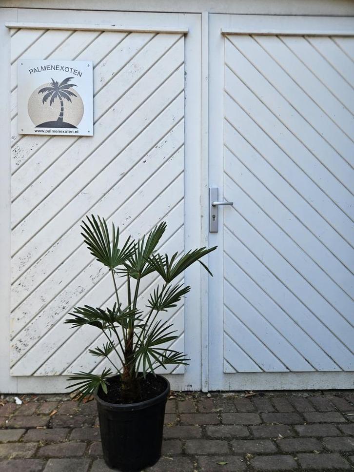 AANBIEDING: TRACHYCARPUS WAGNERIANUS ( WAGNERPALM ), Tuin en Terras, Planten | Bomen, Palmboom, Minder dan 100 cm, Halfschaduw
