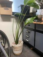 Grote Strelitzia Nicolai (paradijsvogelplant) in pot, Ophalen, In pot, Halfschaduw, 150 tot 200 cm