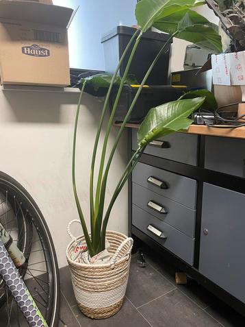 Grote Strelitzia Nicolai (paradijsvogelplant) in pot beschikbaar voor biedingen