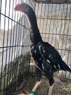 Shamo haan, Dieren en Toebehoren, Pluimvee, Mannelijk, Kip