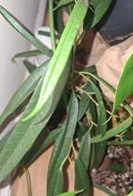 Ficus plant met pot, Huis en Inrichting, Ficus, Minder dan 100 cm, Groene kamerplant, Halfschaduw