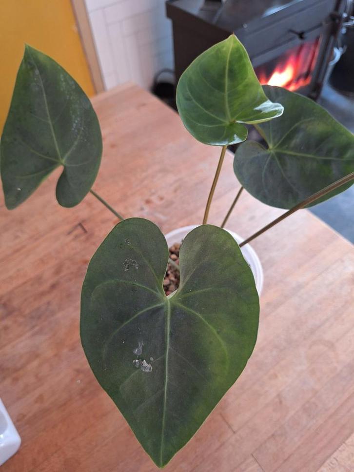 Anthurium NOID - Onbekende soort, Tuin en Terras, Planten | Tuinplanten, Ophalen of Verzenden