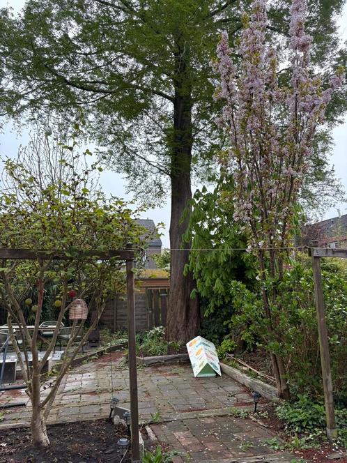 Kappen Boom Groningen!!, Tuin en Terras, Planten | Bomen, Ophalen of Verzenden