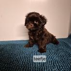 bijzondere kleur choco en choco-merle shih tzu pups, Dieren en Toebehoren, Honden | Chihuahua's en Gezelschapshonden, Overige rassen