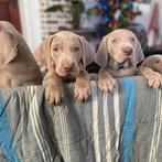 Gezocht Weimeraner pup, Overige rassen, Teef, Eén hond, Nederland
