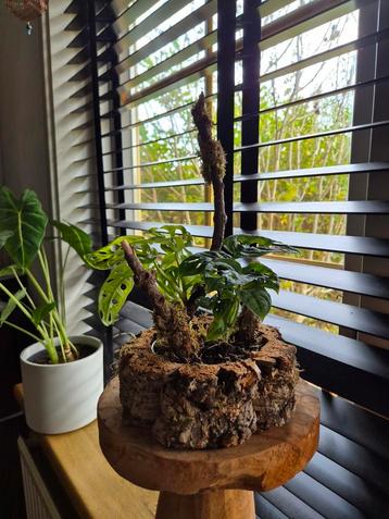 Monstera adansonii incl. Kurkpot beschikbaar voor biedingen