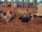 Hollandse krielkippen | Mooie kippen | Veel keuze, Dieren en Toebehoren, Meerdere dieren, Kip