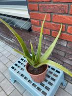 Aloe Vera, Tuin en Terras, Planten | Tuinplanten, Ophalen, Zomer, Overige soorten, Volle zon