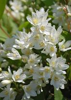 Mooie Van De Dwergvorm Bruidsbloem / Deutzia Gracilis Nikko, Volle zon, Vaste plant, Lente, Ophalen