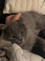 Britse langhaar, Dieren en Toebehoren, Katten en Kittens | Raskatten | Langhaar, Kater, Gechipt