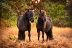 Leuk allround tweespannetje, bereden en betuigd, Dieren en Toebehoren, Pony's, Ruin, Recreatiepony