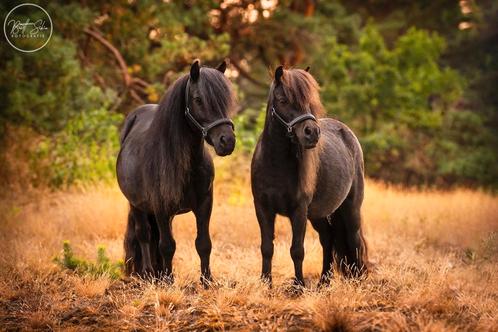 Leuk allround tweespannetje, bereden en betuigd, Dieren en Toebehoren, Pony's, Ruin, Recreatiepony