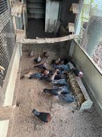 Duiven te koop, Meerdere dieren, Overige soorten