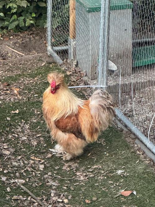 Gratis haan zijdehoen, Dieren en Toebehoren, Pluimvee, Kip, Mannelijk