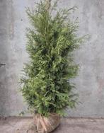 Coniferen Thuja occidentalis Brabant, Ophalen of Verzenden, Conifeer, 100 tot 250 cm