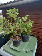 coniferen, Ophalen, Conifeer, 100 tot 250 cm