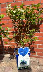 Blauwe bes, Ophalen of Verzenden, Overige soorten