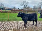 Stamboek Aberdeen black angus stier te koop, Dieren en Toebehoren, Runderen, Mannelijk, 0 tot 2 jaar