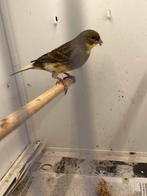 Kanarie man, Dieren en Toebehoren, Vogels | Kanaries, Mannelijk, Kleurkanarie