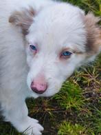 Leuke Border Collie pups, Dieren en Toebehoren, Particulier, Meerdere, 8 tot 15 weken, België