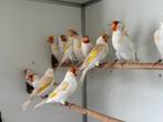 Majoor putters - Carduelis carduelis, Meerdere dieren, Wildzangvogel, Geringd