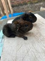 Zwart tan gladhaar beertje, December, Mannelijk, Cavia